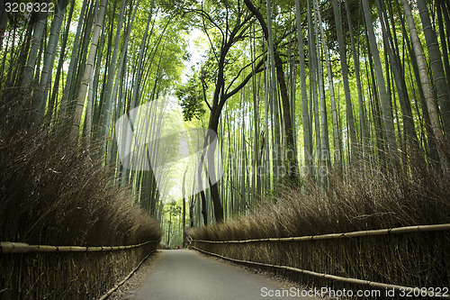 Image of Bamboo grove