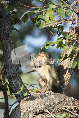 Image of Baboon