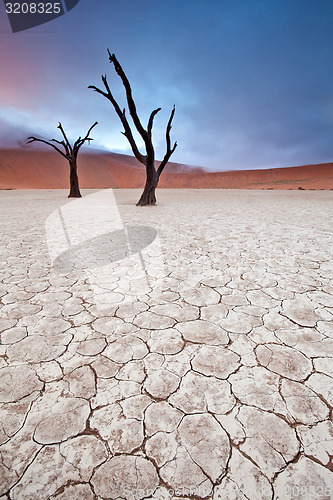 Image of Deadvlei trees