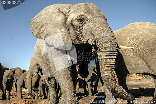 Image of Elephant