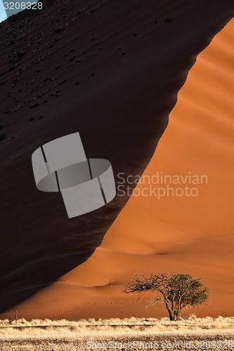 Image of Camelthorn tree and large dune