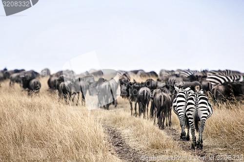 Image of Zebra's 