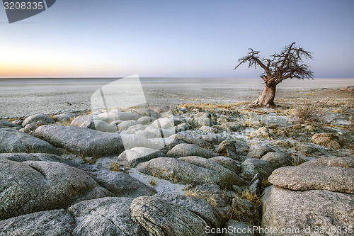 Image of Baobab tree