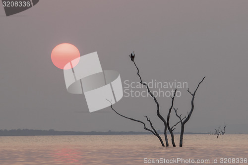 Image of Fish eagle