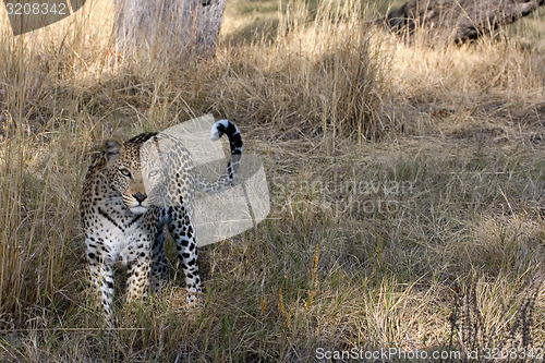 Image of Leopard