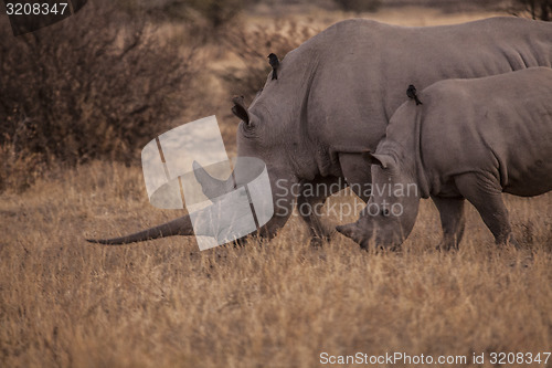 Image of Rhino's