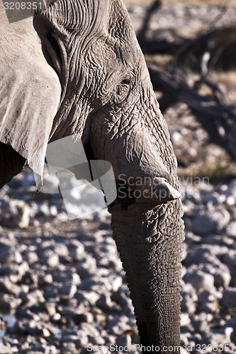 Image of Elephant head