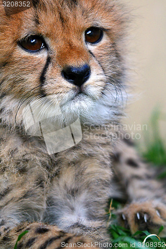 Image of Baby Cheetah