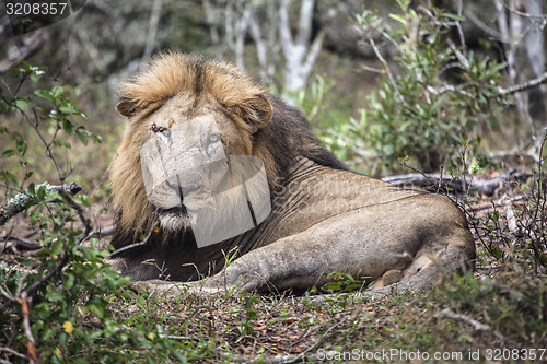 Image of lion.