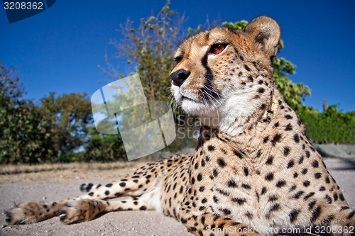 Image of Cheetah