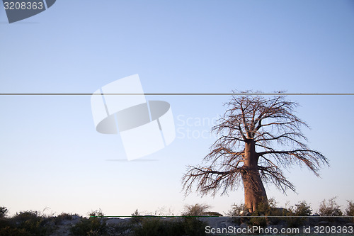 Image of Baobab