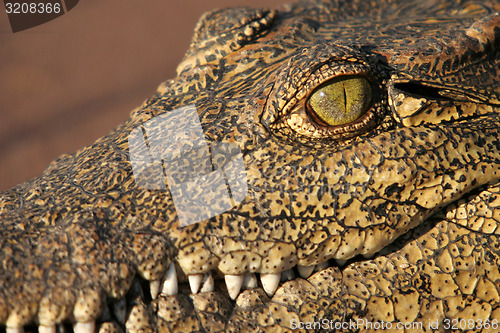 Image of Crocodile eye