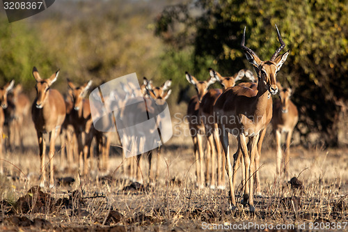 Image of Impala herd