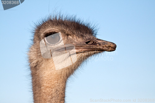 Image of Ostrich