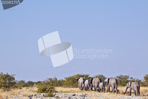 Image of Elephant herd