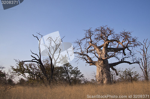 Image of Baobab