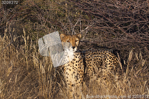 Image of Cheetah