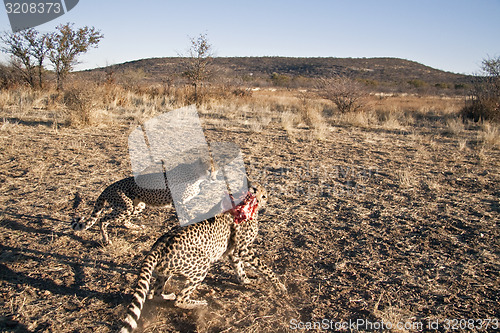 Image of Cheetahs fighting for food.