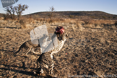 Image of Cheetahs fighting for food.