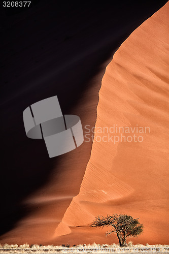 Image of Camelthorn tree and dune