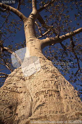 Image of Baobab 