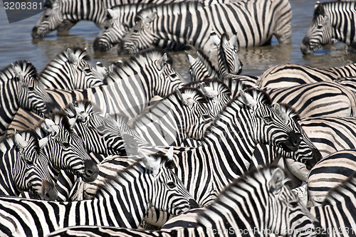 Image of Zebra's 