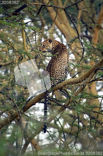 Image of Leopard in a tree