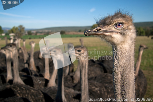 Image of Ostrich