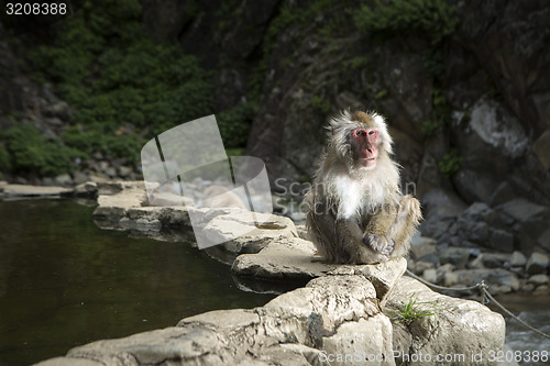 Image of Japanese monkey