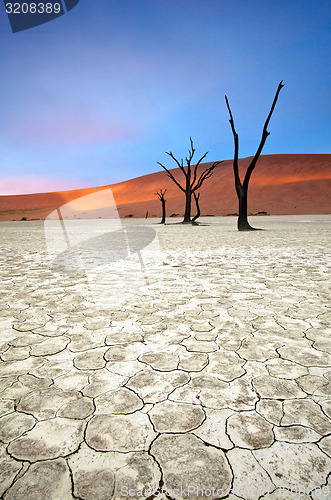 Image of Deadvlei trees