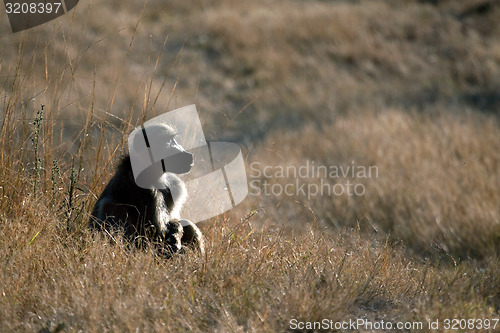 Image of Resting Baboon