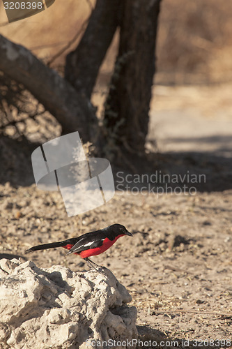 Image of Crimson breasted shrike