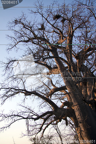 Image of Baobab tree