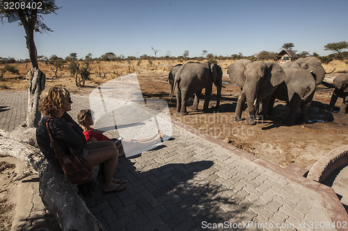 Image of Watching Elephants