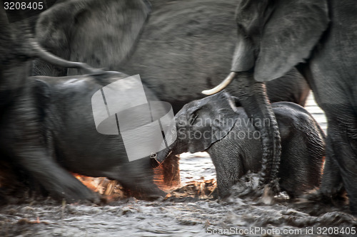 Image of Elephants