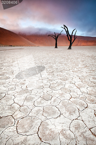 Image of Deadvlei trees