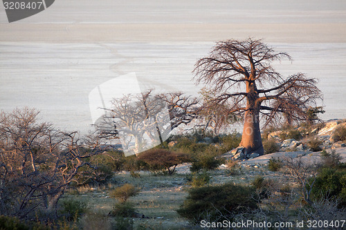 Image of baobab tree