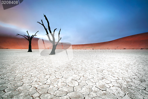 Image of Deadvlei trees