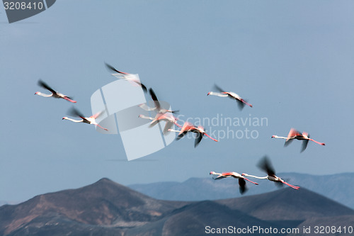 Image of Flying Flamingo's
