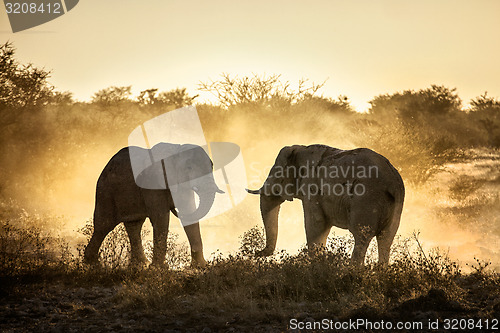 Image of Tussling Elephants.