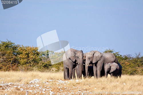 Image of Elephants