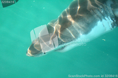 Image of Shark