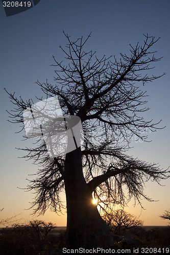 Image of baobab