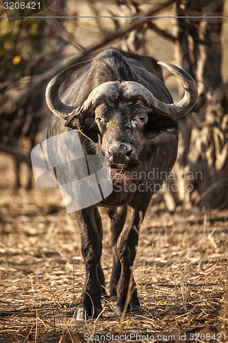 Image of Buffalo