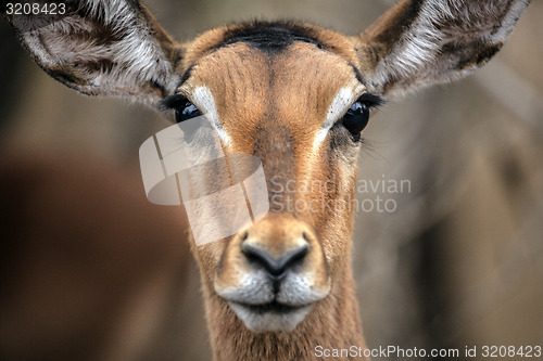 Image of Impala.