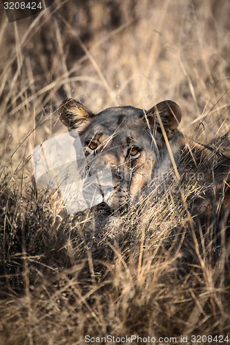 Image of Lioness