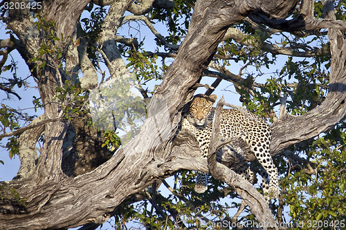 Image of Leopard in a tree