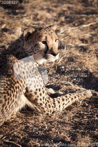 Image of Cheetah