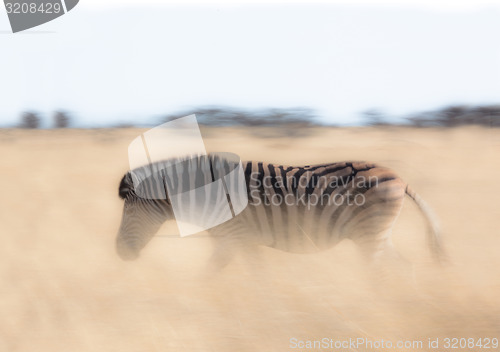 Image of Zebra motion.