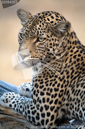 Image of Leopard